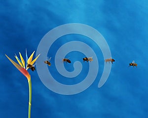 Bees flying towards an isolated plant