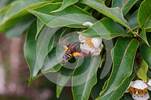 Bees are flying with white flowers