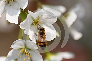 The bees forage for nectar