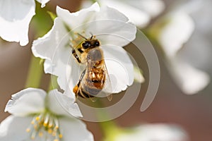 The bees forage for nectar