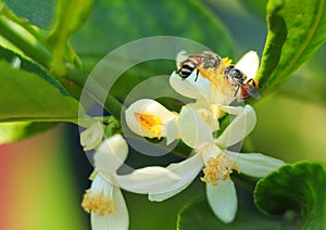 The bees are gathering carpels on the lime flower