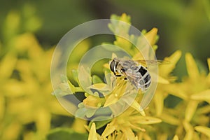 The bees are gathering honey