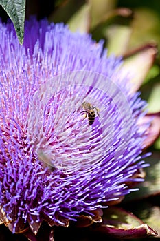 Bees gathering pollen on an artichoke blossom