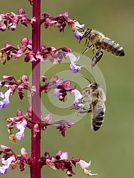 Bees gathering pollen on flower