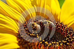 Bees harvesting nectar