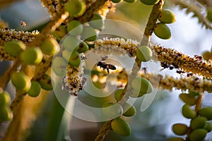 Bees harvesting pollen from Areca flowers (Dypsis lutescens)