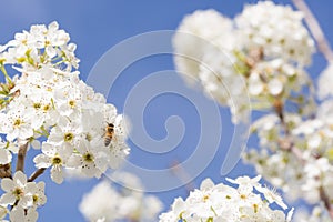 Bees Harvesting Pollen From Blossoming Tree Buds.