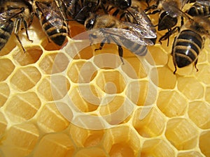 Bees in a hive