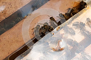 Bees in hive.Apiary.Macro.Insect