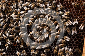 Bees in hive.Apiary.Macro.Insect