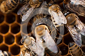 Bees in hive.Apiary.Macro.Insect