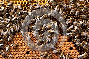 Bees in hive.Apiary.Macro.Insect