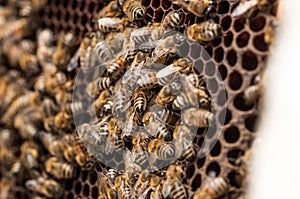 Bees in hive.Apiary.Macro.Insect