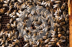 Bees in hive.Apiary.Macro.Insect