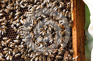 Bees in hive.Apiary.Macro.Insect