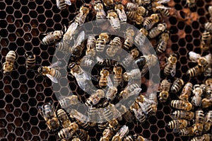 Bees in hive.Apiary.Macro.Insect