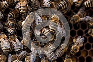 Bees in hive.Apiary.Macro.Insect