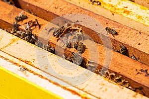 Bees in hive.Apiary.Macro.Insect