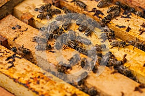 Bees in hive.Apiary.Macro.Insect