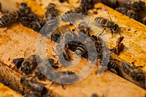 Bees in hive.Apiary.Macro.Insect