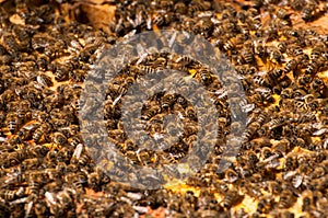 Bees in hive.Apiary.Macro.Insect