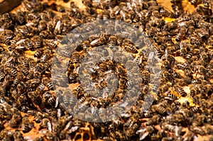 Bees in hive.Apiary.Macro.Insect