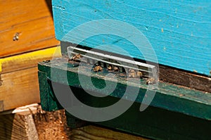 Bees in hive.Apiary.Macro.Insect