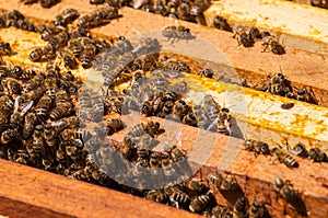 Bees in hive.Apiary.Macro.Insect