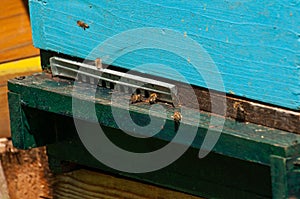 Bees in hive.Apiary.Macro.Insect