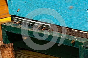 Bees in hive.Apiary.Macro.Insect