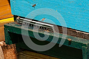 Bees in hive.Apiary.Macro.Insect