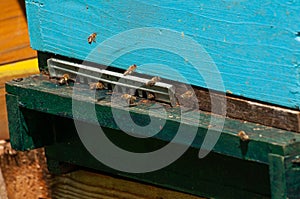 Bees in hive.Apiary.Macro.Insect