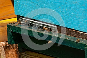 Bees in hive.Apiary.Macro.Insect