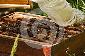 Bees in hive.Apiary.Macro.Insect