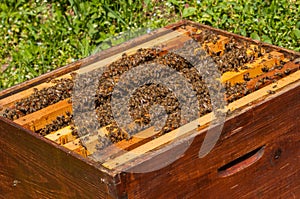 Bees in hive.Apiary.Macro.Insect