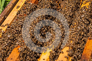 Bees in hive.Apiary.Macro.Insect