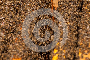 Bees in hive.Apiary.Macro.Insect