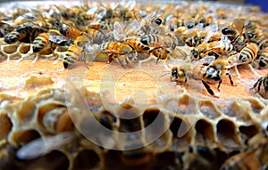 Bees on the hive