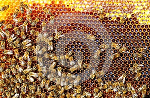 Bees in the hive convert nectar to honey. Honeycomb