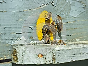 Bees at the hive near tap-hole