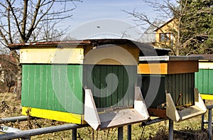 Bees in hives