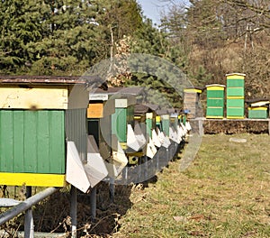 Bees in hives