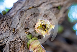 Bees, honey bee sucking nectar on Flower