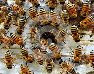 BEES, Honey Bees - DOZENS OF BEES - NEST