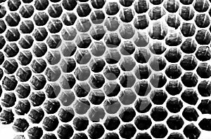 Bees honey cells