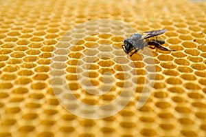 Bees honey cells