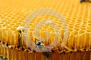 Bees honey cells