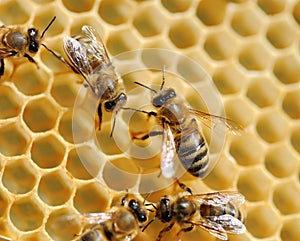 Bees on honey cells