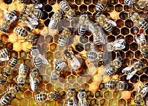 Bees on honey cells with the queen bee in the middle