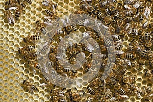 Bees on a honey frame. Background with bees